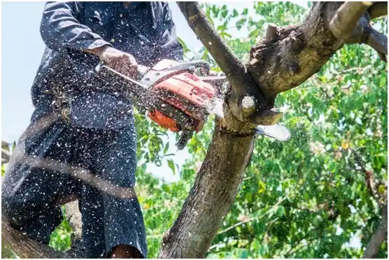 tree services Lake Ketchum